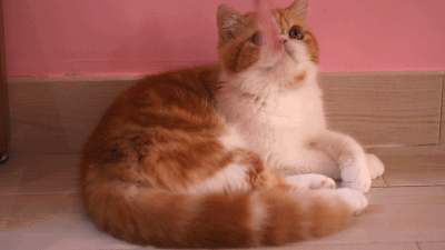 這幾種貓,一旦變成流浪貓,可能很快會喪命 這幾種貓,一旦變成流浪貓,可能很快會喪命