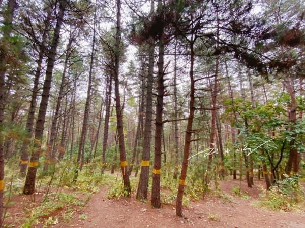 吉林省延吉市有一處免費4A級旅遊景區,遊客:這不就是個大公園? 吉林省延吉市有一處免費4A級旅遊景區,遊客:這不就是個大公園?