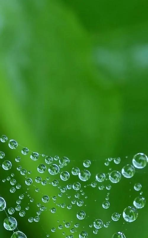 最護眼的綠色桌布 最護眼的綠色桌布