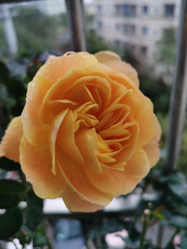 初春趕緊養“花園三劍客”，兩個月後就爆花，院子變花園