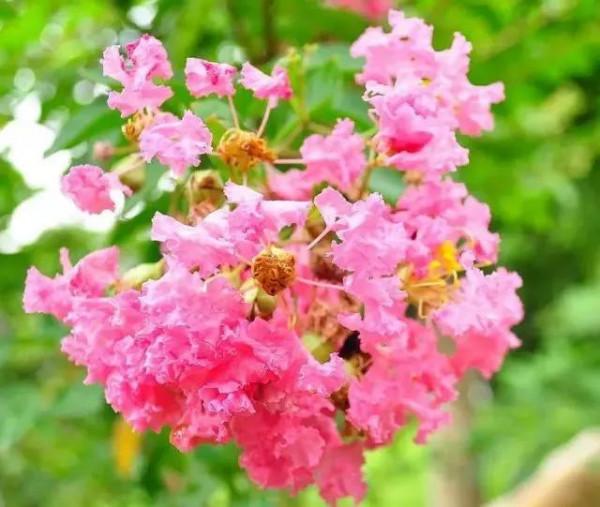 分享——紫薇花