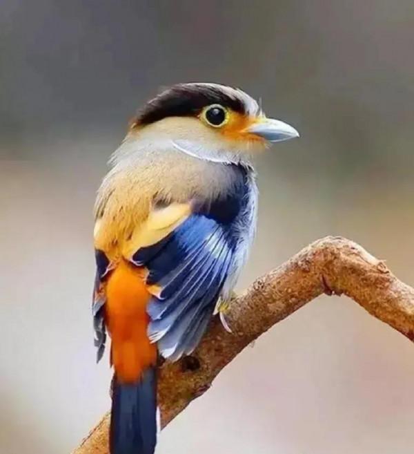 分享圖片&mdash;&mdash;美麗彩色小鳥集錦