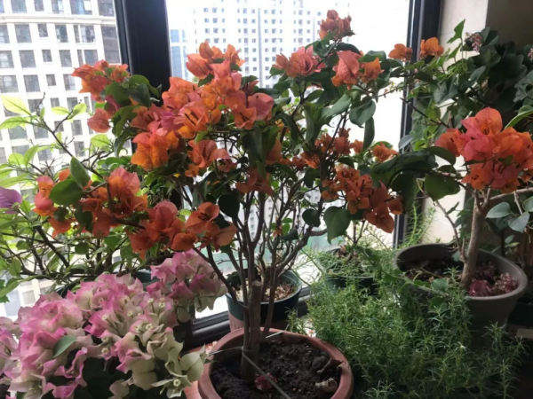 秋季這些花別亂剪,正確修剪才能枝繁葉茂,花滿枝頭 秋季這些花別亂剪,正確修剪才能枝繁葉茂,花滿枝頭