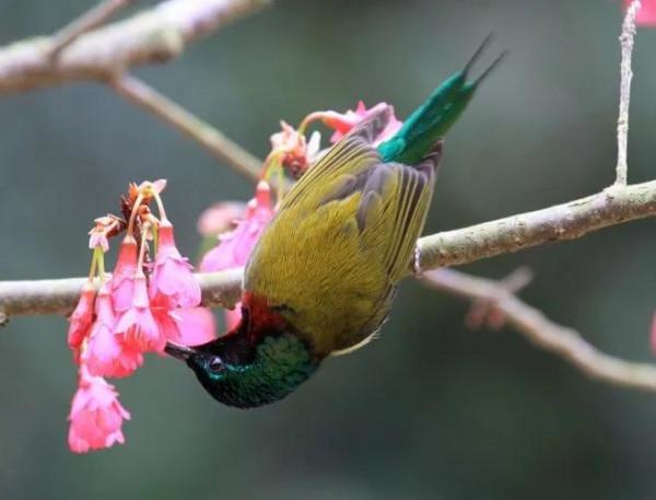 分享圖片,色彩斑斕,美麗無比的太陽鳥 分享圖片,色彩斑斕,美麗無比的太陽鳥