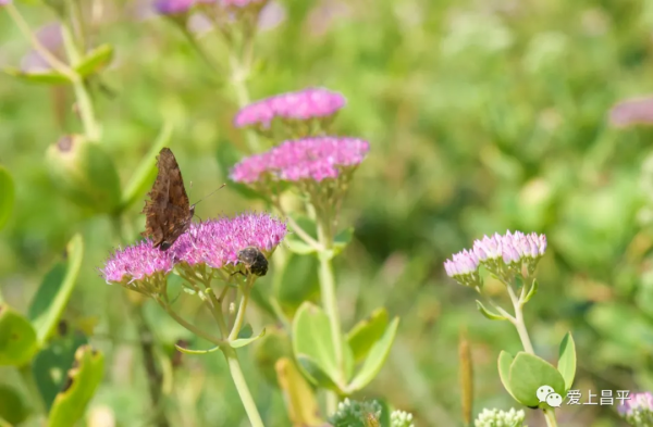 北京有個風景秀美的村莊,溪流疊水,野花遍地,現在去正好 北京有個風景秀美的村莊,溪流疊水,野花遍地,現在去正好