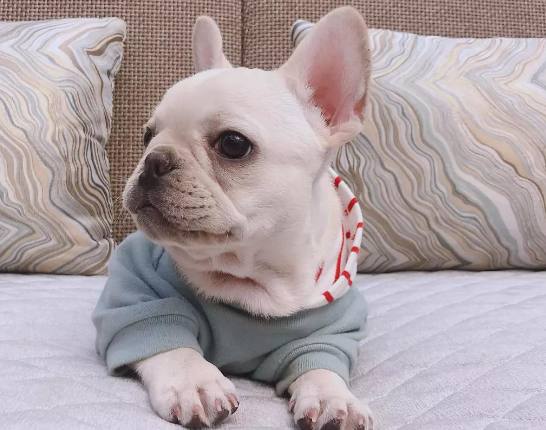 這幾種狗，如果被拋棄，等待它們的只有死亡