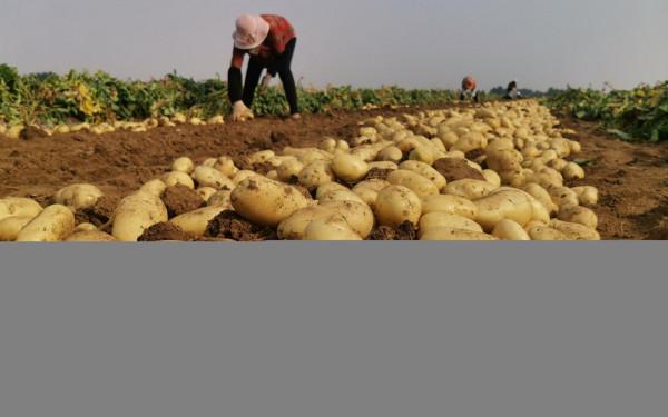 土豆表皮變綠後真的帶毒素嗎?人吃了有害嗎?土豆怎樣吃最安全? 土豆表皮變綠後真的帶毒素嗎?人吃了有害嗎?土豆怎樣吃最安全?