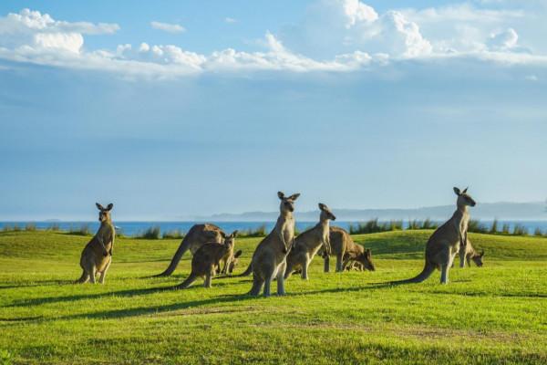 真要殺死300只袋鼠？澳洲政府：安置它們太費錢