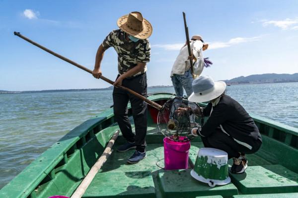 海南：新村港灣可乘船觀光撈海膽