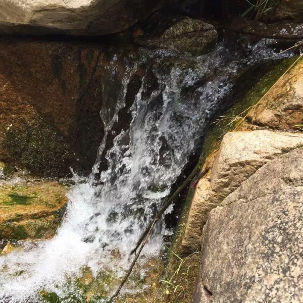 四道雙開背，八面蛤蟆尊