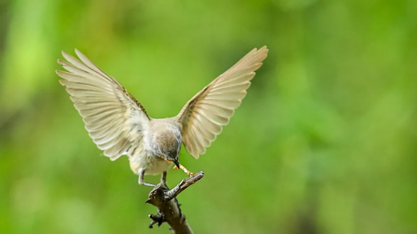 山西鳥類圖鑑 | ​紅喉姬鶲