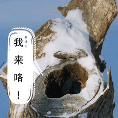 動物表情包大賽開始啦！快，秀出你的高質量動物表情包