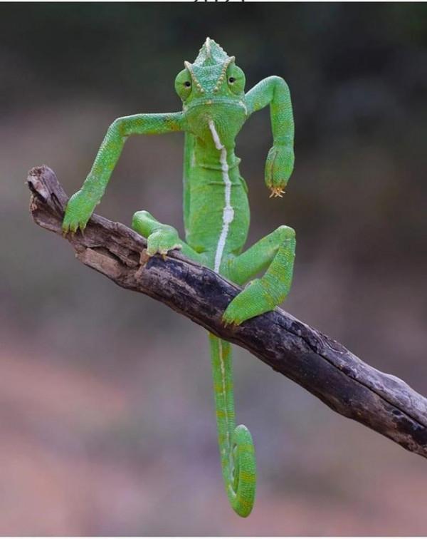 35張照片帶我們領略大自然的狂野