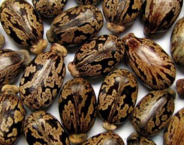 “美麗有毒”的植物,快來認識11種“毒花毒果”,不吃虧不上當 “美麗有毒”的植物,快來認識11種“毒花毒果”,不吃虧不上當