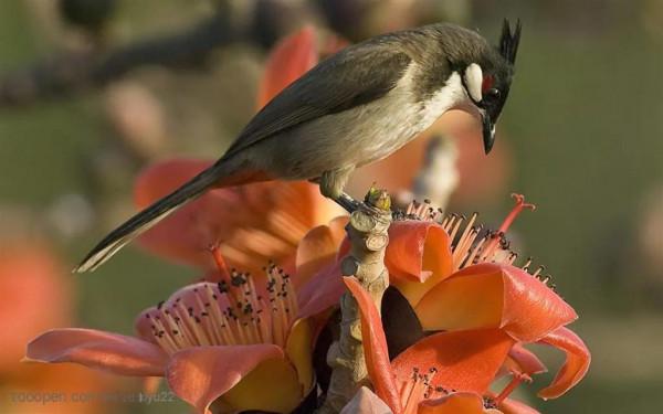 分享圖片：精美絕倫的鳥兒。顏色鮮豔，姿態優美，太招人喜歡了