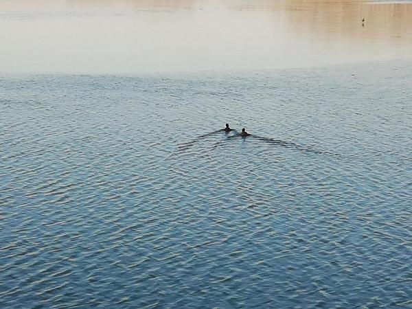 濰水攬月橋北出現大批野鴨群