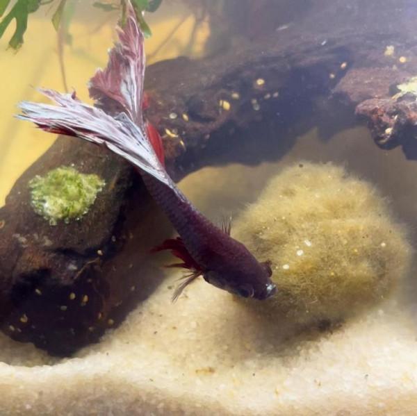 外國妹子救回一條顏色慘白的瀕死鬥魚，兩週後，奇蹟發生