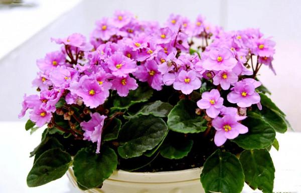 非洲紫羅蘭～永恆的愛