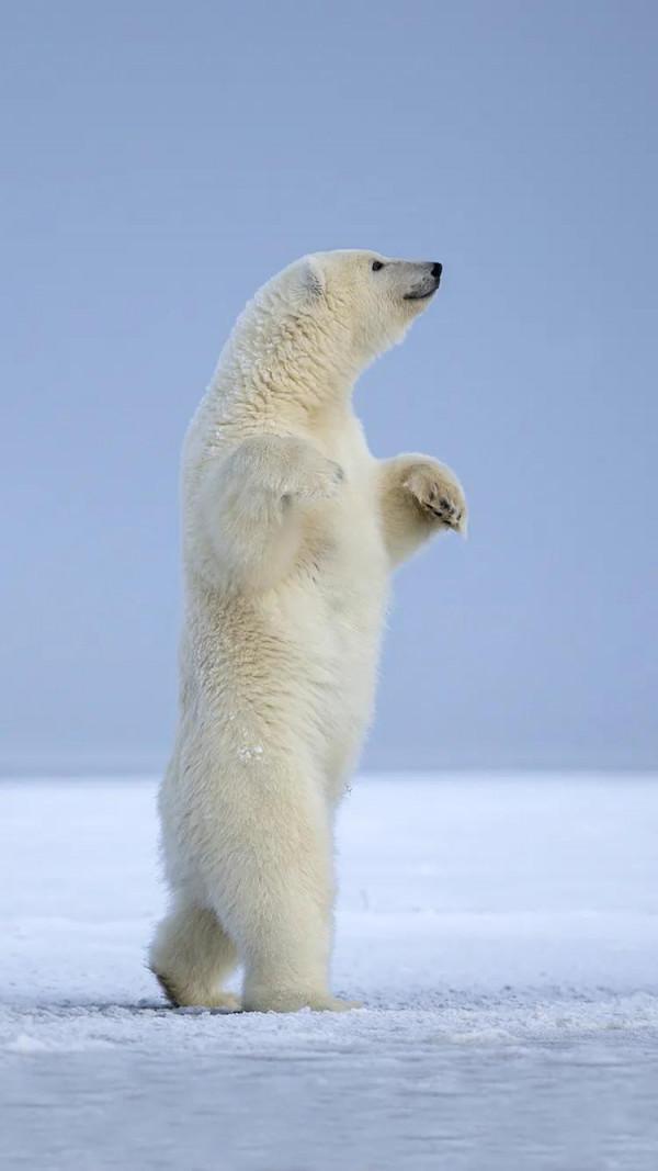 冰天雪地♥北極熊 冰天雪地♥北極熊