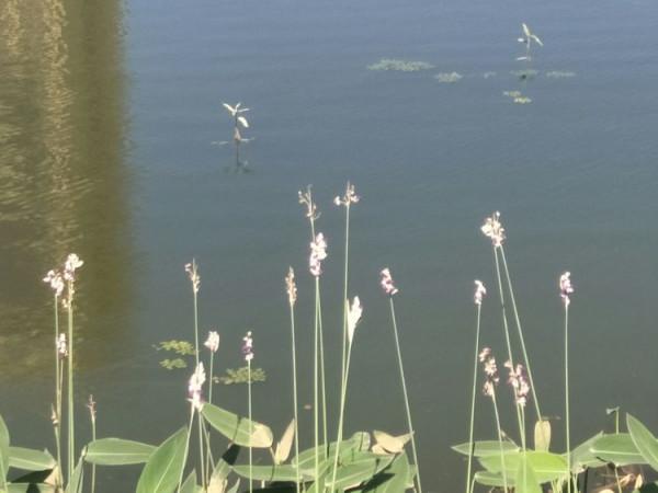 鷓鴣天 京口孟家灣溼地公園