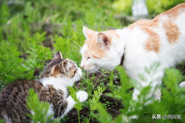 十二星座的十拿九穩 十二星座的十拿九穩