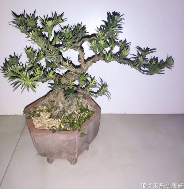 老教師愛養的7種花,書香氣飄滿屋,文化底蘊十足 老教師愛養的7種花,書香氣飄滿屋,文化底蘊十足