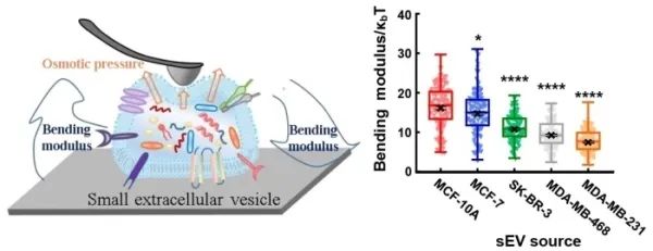 細胞外囊泡生物力學性質測量取得進展