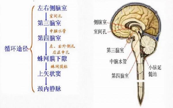 什麼？腦子天天進水才正常？不進水才奇怪