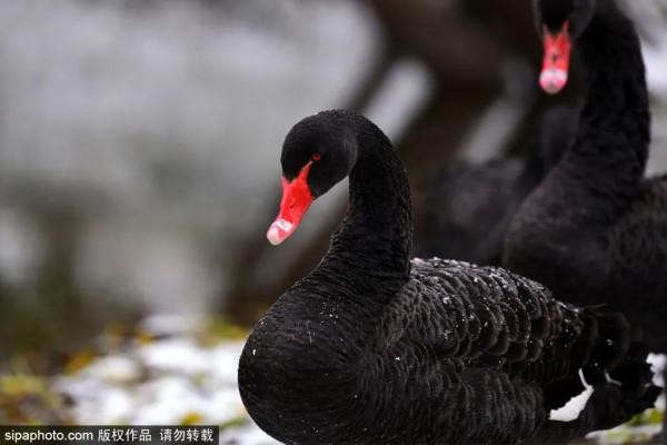 全部清零！當藝術戀上這座城，邂逅唯美“豎琴橋”，奇幻冰瀑即將亮相~