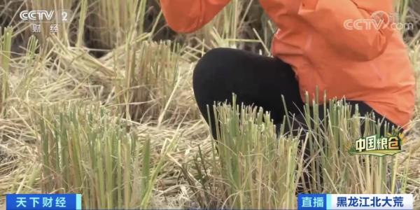 中國人每9碗飯中，就有1碗來自這裡！咱“中華大糧倉”產量或再創新高