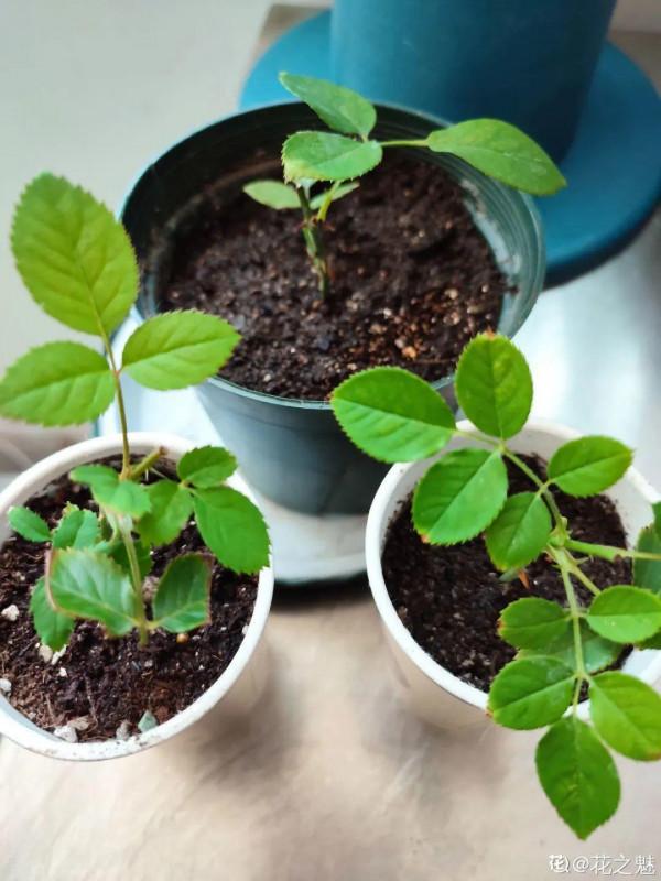 連陰雨天氣，最適合扦插，成活率超高