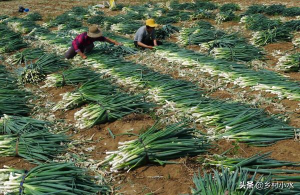 大蔥怎麼施肥產量高?瞭解需肥規律科學施肥,發揮大蔥增產潛能 大蔥怎麼施肥產量高?瞭解需肥規律科學施肥,發揮大蔥增產潛能