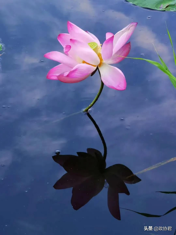 竹對芙蕖兩相幽——唐建荷花寫生 竹對芙蕖兩相幽——唐建荷花寫生