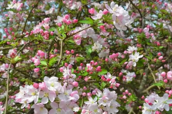 適合庭院種的“四大名貴樹”，經典美麗寓意好，寓意深遠價值高