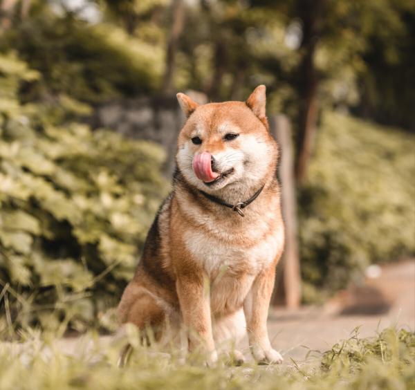 雙十一泰迪用品剁手攻略|神仙寵物用品店分享 雙十一泰迪用品剁手攻略|神仙寵物用品店分享