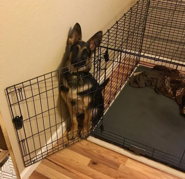 22 張可愛的動物照片,一看就很喜歡的那種 22 張可愛的動物照片,一看就很喜歡的那種