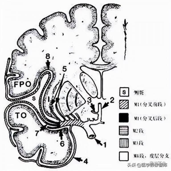 CT斷層解剖圖譜最全總結「推薦收藏」 CT斷層解剖圖譜最全總結「推薦收藏」