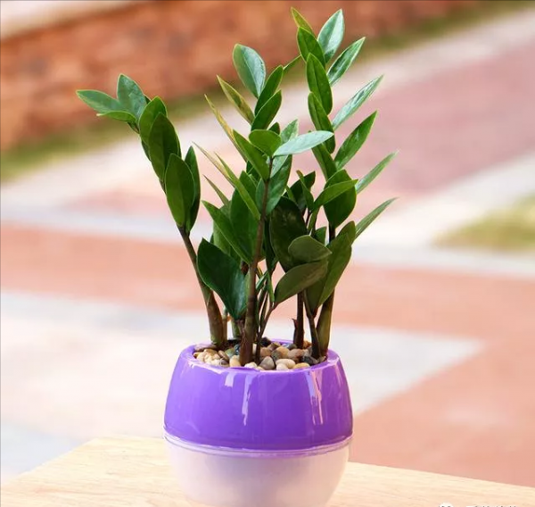 客廳裡適合養的3種植物，不僅高階大氣，還能淨化空氣