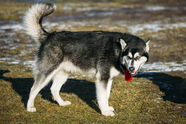 世界上那些危險的狗狗品種