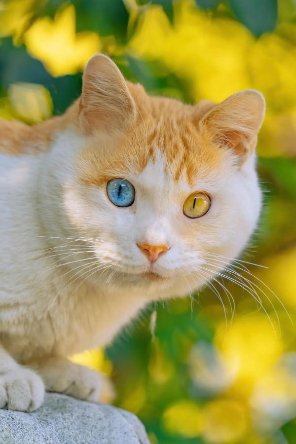 「今日桌布」可愛萌寵