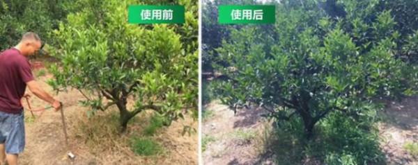 花粉多糖和氨基酸肥哪個才是作物促根首選?聽聽專家怎麼說 花粉多糖和氨基酸肥哪個才是作物促根首選?聽聽專家怎麼說