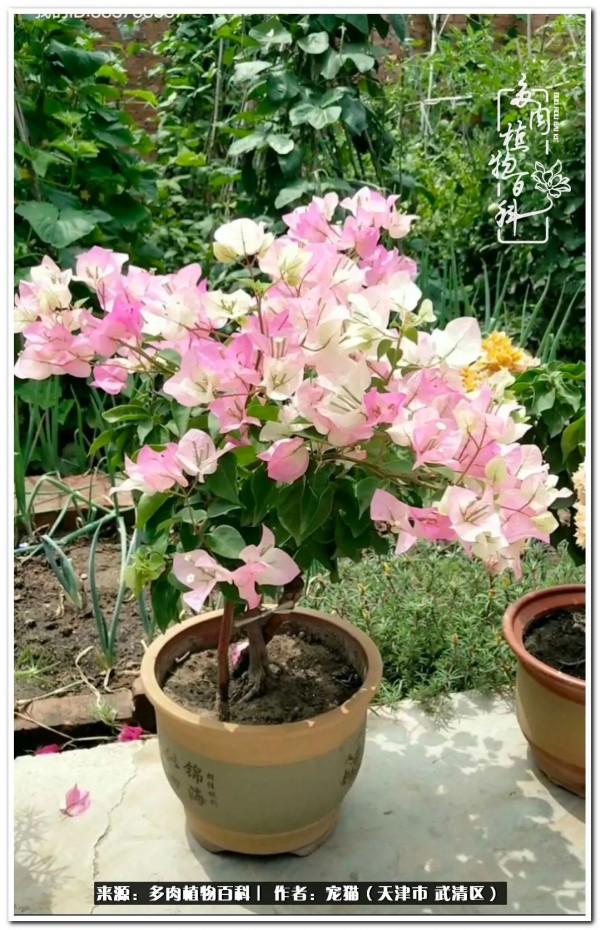 人生紛亂奈我幾何，與多肉相伴度年華