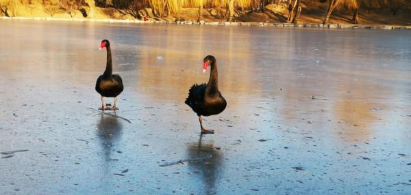 冬季夕陽西下之前的圓明園湖畔