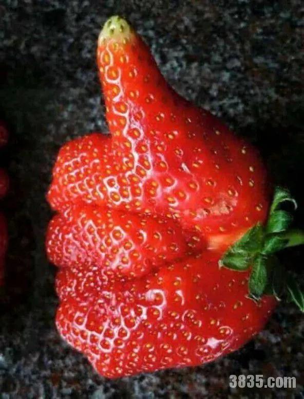 蔬菜的詩與遠方