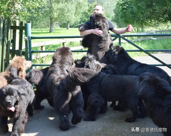 同時養8只一百多斤的狗子,是什麼體驗? 同時養8只一百多斤的狗子,是什麼體驗?