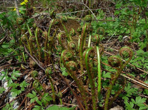 “猴腿菜”,價值珍貴,涼拌後下酒太絕了 “猴腿菜”,價值珍貴,涼拌後下酒太絕了