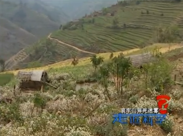 哀牢山離奇的死亡事件，猝死迷霧，最後的真相是什麼