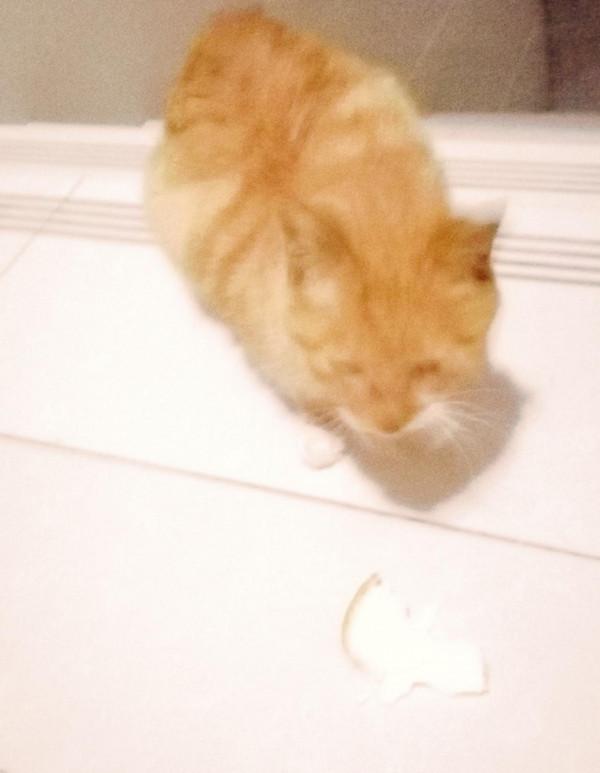 何紅雨|那個雨夜,一片面包,一個紙箱,一隻可憐兮兮的流浪貓 何紅雨|那個雨夜,一片面包,一個紙箱,一隻可憐兮兮的流浪貓