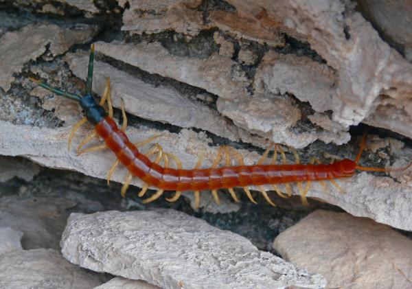 和南方大蜈蚣比,蚰蜒、蟑螂真的不足掛齒,它的獨特之處不止於大 和南方大蜈蚣比,蚰蜒、蟑螂真的不足掛齒,它的獨特之處不止於大
