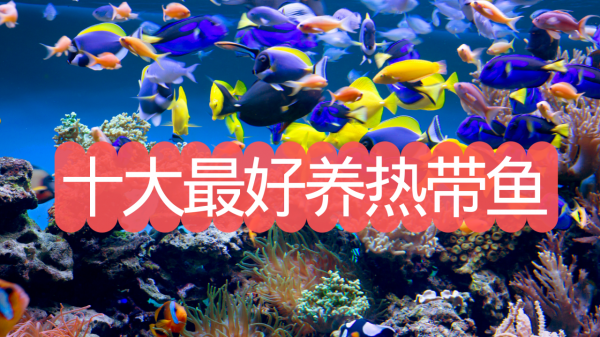 十大好養的熱帶魚，看看你養過幾種？